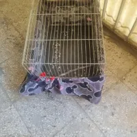 قفس پرنده