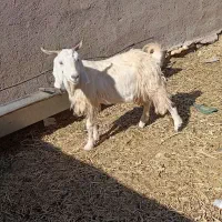 بزه دورگ|حیوانات مزرعه|سده (خراسان جنوبی), |دیوار