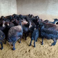 باسلام 40راس میش قره قزل بسیارسنگین وزن