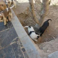 واگذاری رایگان سگ|سگ|پیشوا, |دیوار