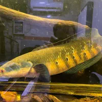 چانا ردباریتو ۵۵م مقطوع