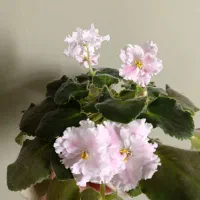 گل با گلبرگ های چین چینی و اکلیلی