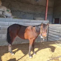 فروش یک راس اسب خرسان جوان