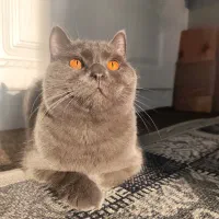 برتیش صورت خرسی  اصیل