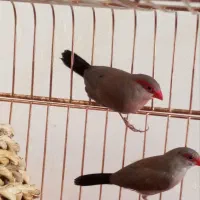 یک جفت فنچ هلنا