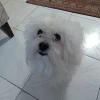 واگذاری معاوضه