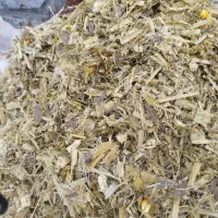 علوفه ذرت کشت دو|لوازم جانبی حیوانات|محمدبار, |دیوار