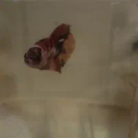 ماهی فایتر پلاکت