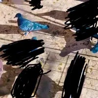 مگس باختی بخون|حیوانات|زاهدان, |دیوار