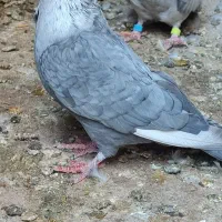 جوجه ماده موشی طوق سفید کاکلی خوشکل