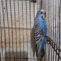 مرغ عشق|پرنده|رشت, پسیخان|دیوار