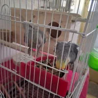 فروش تعدادی پرنده مرغ عشق عروس هلندی|پرنده|شهرضا, |دیوار