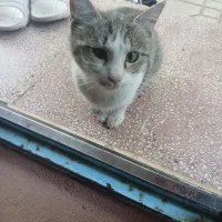 واگذاری بچه گربه|گربه|ابهر, |دیوار