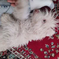 پاپی|سگ|تربت جام, المهدی|دیوار