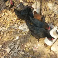 مرغ تخمگذار وخروس محلی