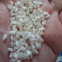 راهنمایی برنج