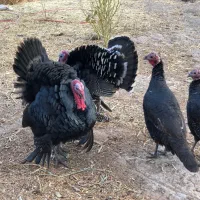 بوقلمون نر|حیوانات مزرعه|چناران, |دیوار