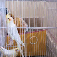 یک جفت عروس هلندی با قفس