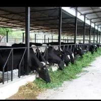 نیازمند یک  کارگر در گاوداری هستم