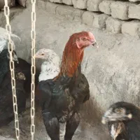 خروس لاری اصل قلم سبز فروشی جوون|حیوانات مزرعه|تربت‌حیدریه, رباط سفلی|دیوار