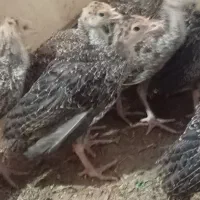 جوجه بوقلمون 60روزه فروشی