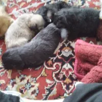 فروش توله سگ پامرانین|سگ|آمل, |دیوار