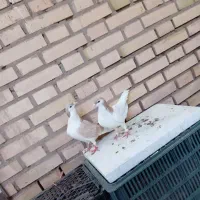 صده زرد و خال زرد لیمویی