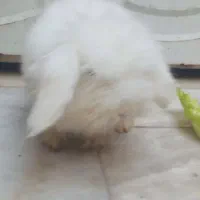 خرگوش لوپ سفید