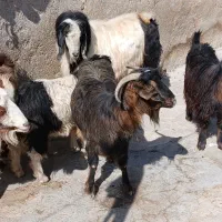 بز بزغاله بز ماده ساورین