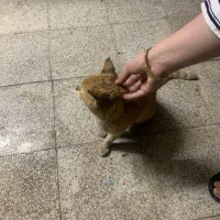 سرپرست برای گربه