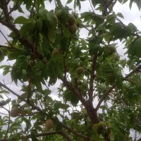 زمین ۵۸۲متری سنددار نگهبانی ۲۴ساعته