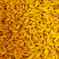 گندم دیم تمیز|لوازم جانبی حیوانات|مسجد سلیمان, |دیوار