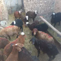 گوسفند فروشی تکی و کلی|حیوانات مزرعه|الوند, |دیوار