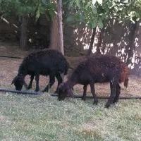 بره ماده