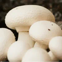 فروش قارچ