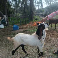 نری|حیوانات مزرعه|رودخانه, |دیوار