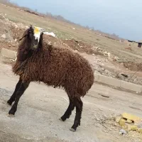 نر بره سک