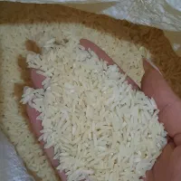 برنج هاشمی|خوردنی و آشامیدنی|محمدشهر, محمدشهر|دیوار