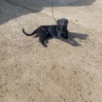 سگ ژرمن ماده