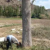 خراطی چوب پالت خدماته پیوندضایعات تیرخریدارم صنوبر|خدمات باغبانی و درختکاری|کمیجان, |دیوار