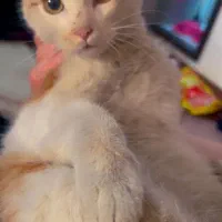 گربهdsh واگذاری