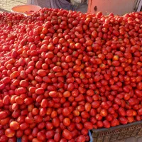 گوجه پی اس تخم مرغی
