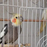 عروس هلندی جفت