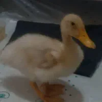 جوجه اردک دستی|حیوانات مزرعه|قدس, شهرقدس|دیوار