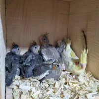 طوطی عروس هلندی سرلاکی در رنگ بندی
