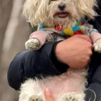 هتل پانسیون پت مراقبت سگ و حیوانات خانگی کوکو|خدمات پیشه و مهارت|اصفهان, عباس‌آباد|دیوار