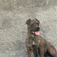 واگذار بهترین نسل