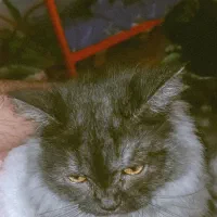 گربه نژاد پرشین|گربه|بندرعباس, |دیوار