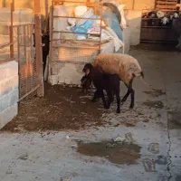 گوسفند ور مار و نر شال تخمی|حیوانات مزرعه|قائم‌شهر, |دیوار