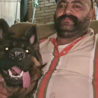 سگ ژرمن شولاین|سگ|شاهین‌شهر, حافظ شمالی|دیوار